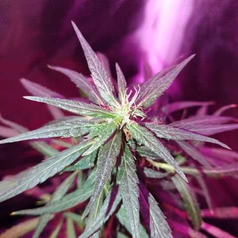 Prensado lindinha growlog timeline photo