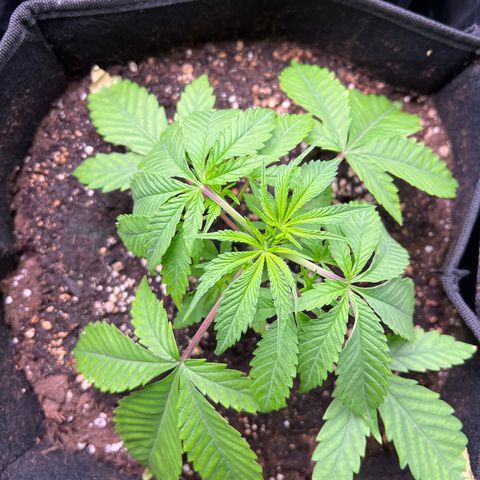 Humboldt Blueberry Pancakes growlog timeline photo