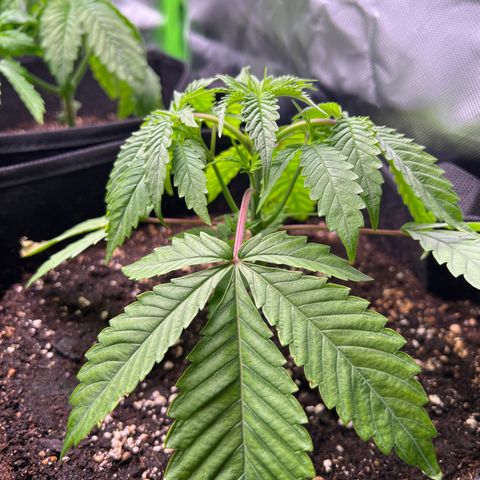 Humboldt Blueberry Pancakes growlog timeline photo