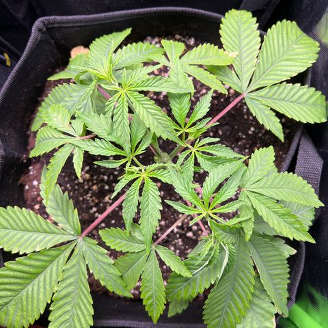 Humboldt Blueberry Pancakes growlog timeline photo