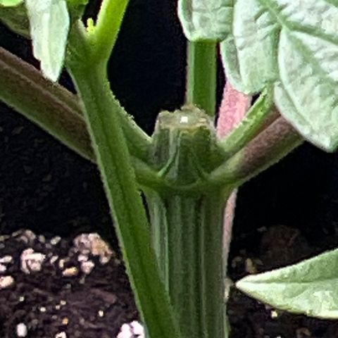 Humboldt Blueberry Pancakes growlog timeline photo