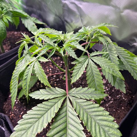 Humboldt Blueberry Pancakes growlog timeline photo