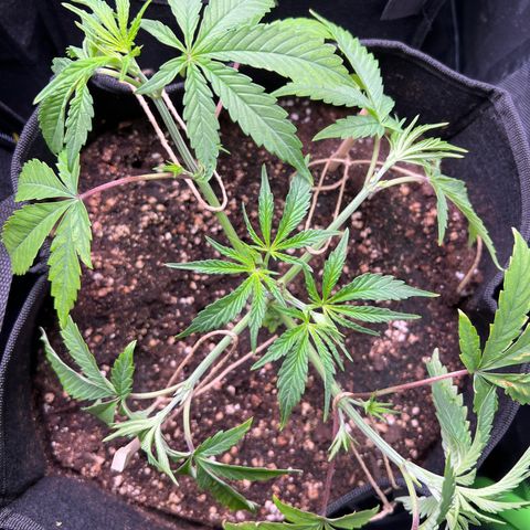 Humboldt Blueberry Pancakes growlog timeline photo