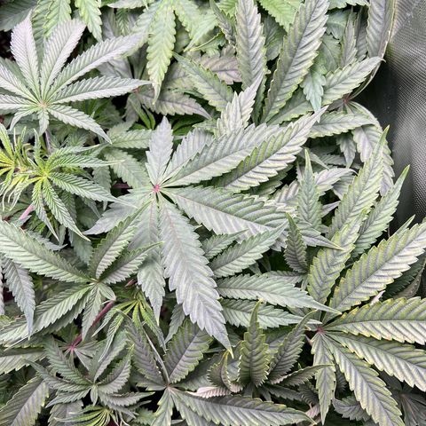 Humboldt Blueberry Pancakes growlog timeline photo
