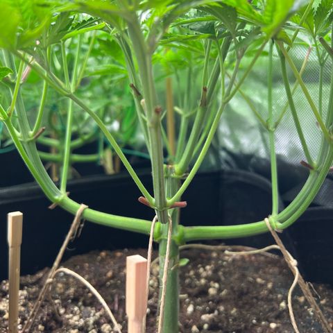 Humboldt Blueberry Pancakes growlog timeline photo