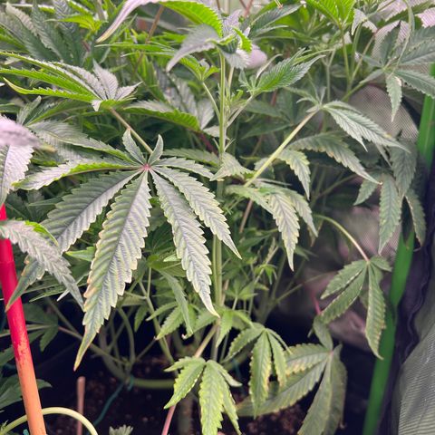Humboldt Blueberry Pancakes growlog timeline photo