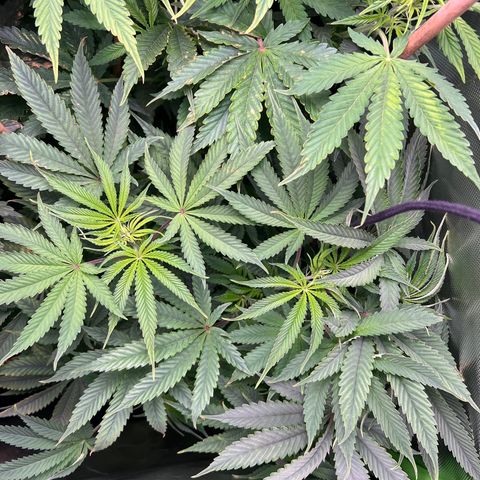 Humboldt Blueberry Pancakes growlog timeline photo