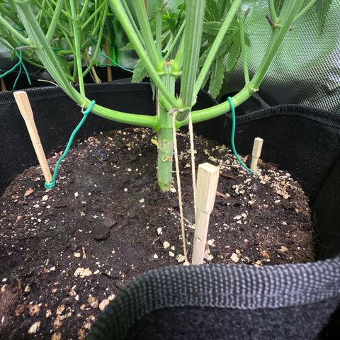 Humboldt Blueberry Pancakes growlog timeline photo