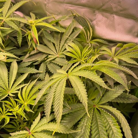 Humboldt Blueberry Pancakes growlog timeline photo