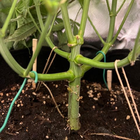Humboldt Blueberry Pancakes growlog timeline photo