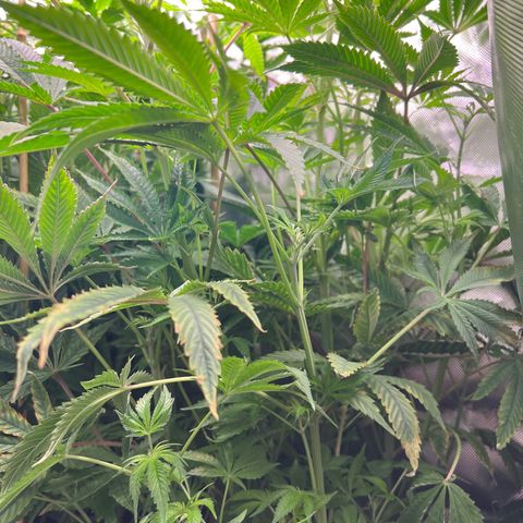 Humboldt Blueberry Pancakes growlog timeline photo