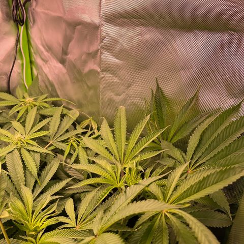Humboldt Blueberry Pancakes growlog timeline photo
