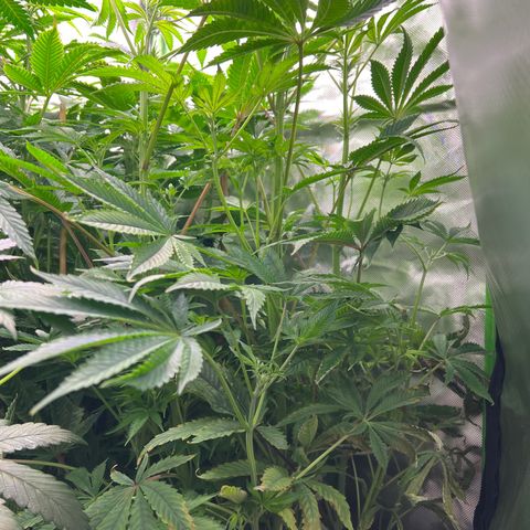 Humboldt Blueberry Pancakes growlog timeline photo