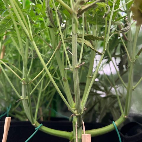 Humboldt Blueberry Pancakes growlog timeline photo