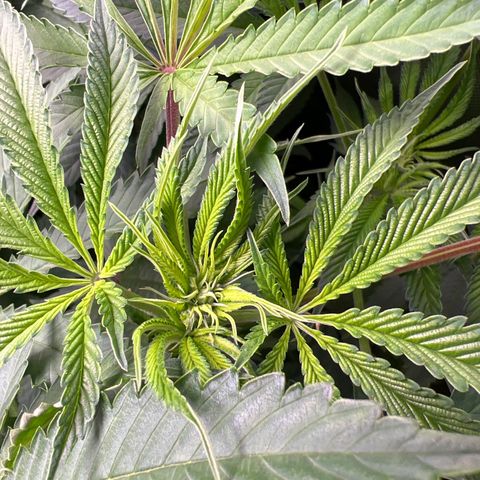 Humboldt Blueberry Pancakes growlog timeline photo