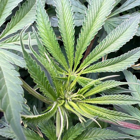 Humboldt Blueberry Pancakes growlog timeline photo