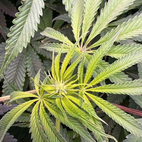 Humboldt Blueberry Pancakes growlog timeline photo