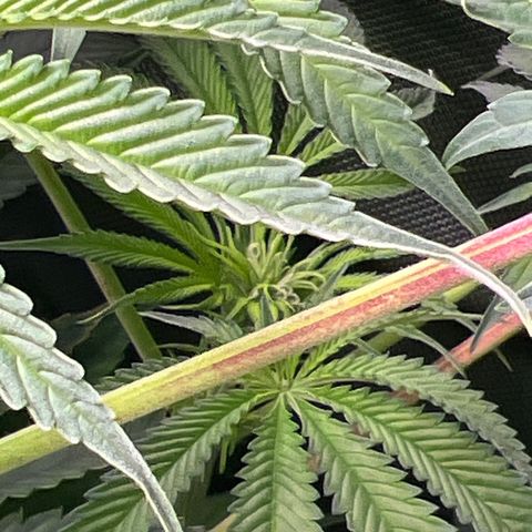 Humboldt Blueberry Pancakes growlog timeline photo