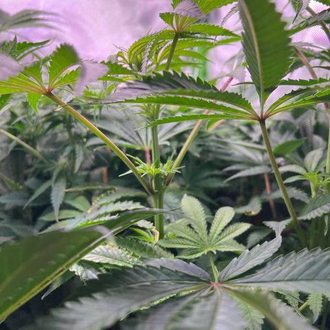 Humboldt Blueberry Pancakes growlog timeline photo