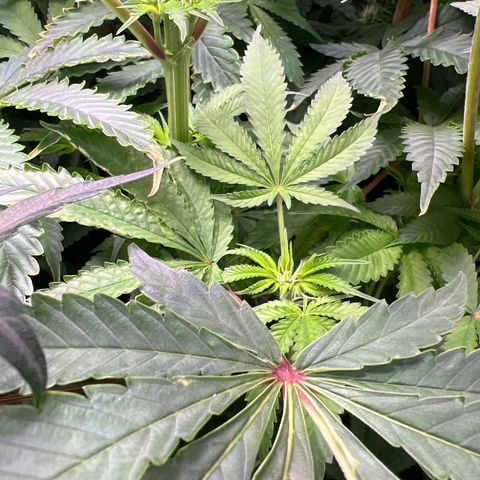 Humboldt Blueberry Pancakes growlog timeline photo