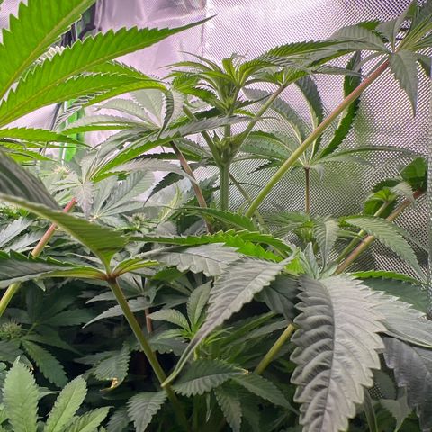 Humboldt Blueberry Pancakes growlog timeline photo