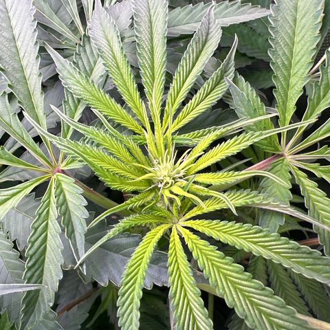 Humboldt Blueberry Pancakes growlog timeline photo
