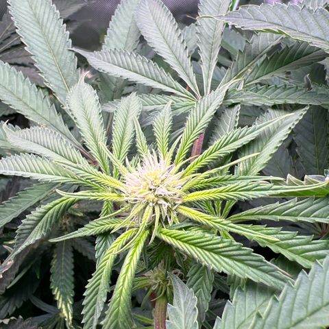 Humboldt Blueberry Pancakes growlog timeline photo