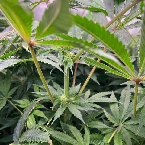 Humboldt Blueberry Pancakes growlog timeline photo