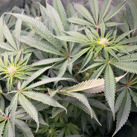 Humboldt Blueberry Pancakes growlog timeline photo