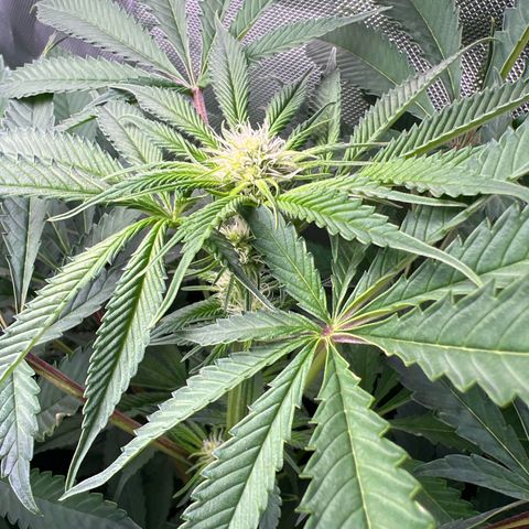 Humboldt Blueberry Pancakes growlog timeline photo