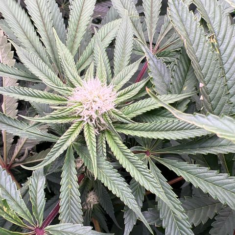 Humboldt Blueberry Pancakes growlog timeline photo