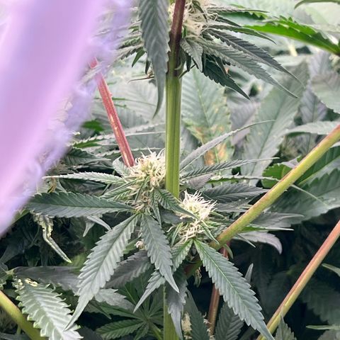 Humboldt Blueberry Pancakes growlog timeline photo
