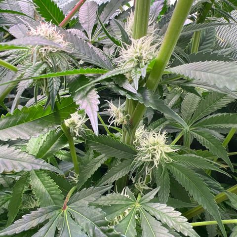 Humboldt Blueberry Pancakes growlog timeline photo