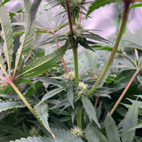 Humboldt Blueberry Pancakes growlog timeline photo