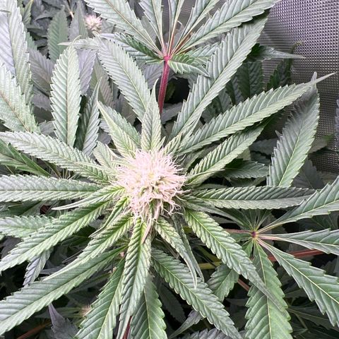 Humboldt Blueberry Pancakes growlog timeline photo
