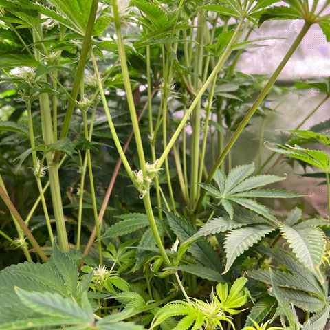 Humboldt Blueberry Pancakes growlog timeline photo