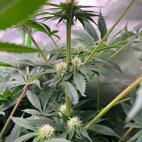 Humboldt Blueberry Pancakes growlog timeline photo