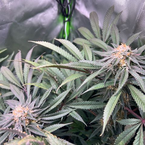 Humboldt Blueberry Pancakes growlog timeline photo