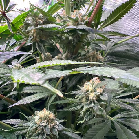 Humboldt Blueberry Pancakes growlog timeline photo