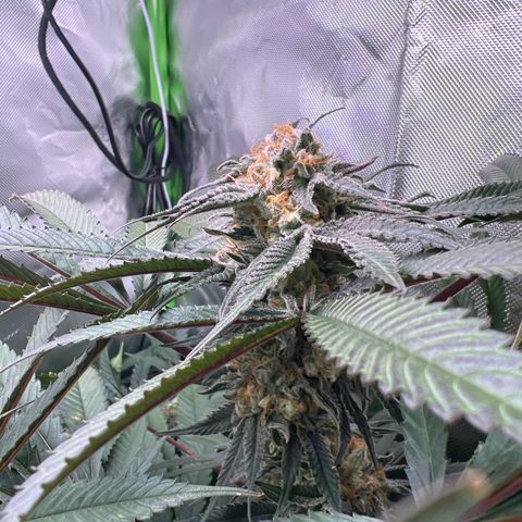 Humboldt Blueberry Pancakes growlog timeline photo