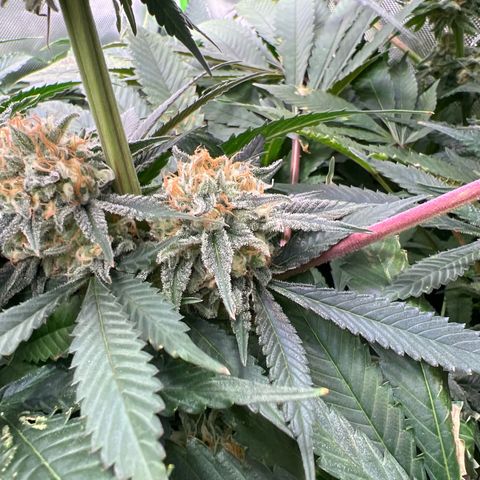 Humboldt Blueberry Pancakes growlog timeline photo