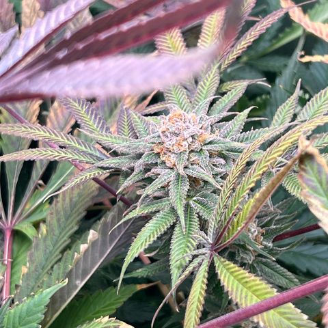 Humboldt Blueberry Pancakes growlog timeline photo