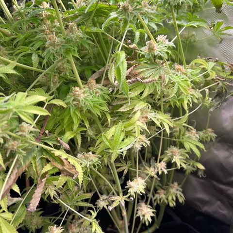 Humboldt Blueberry Pancakes growlog timeline photo