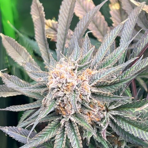 Humboldt Blueberry Pancakes growlog timeline photo