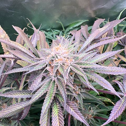 Humboldt Blueberry Pancakes growlog timeline photo