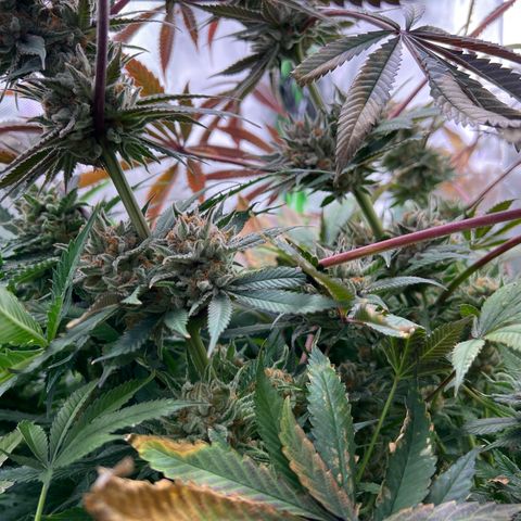 Humboldt Blueberry Pancakes growlog timeline photo