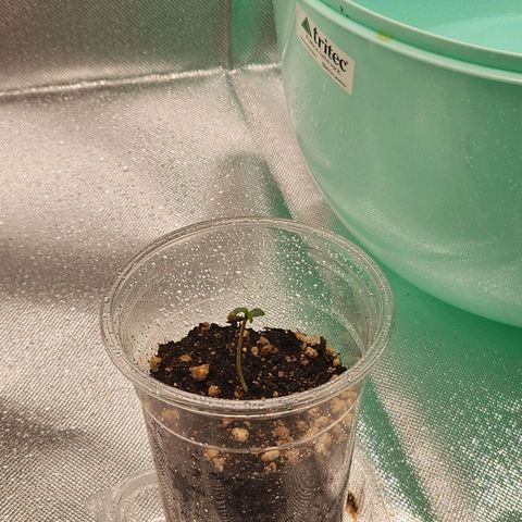 MiGala (PRENSEED)  growlog timeline photo