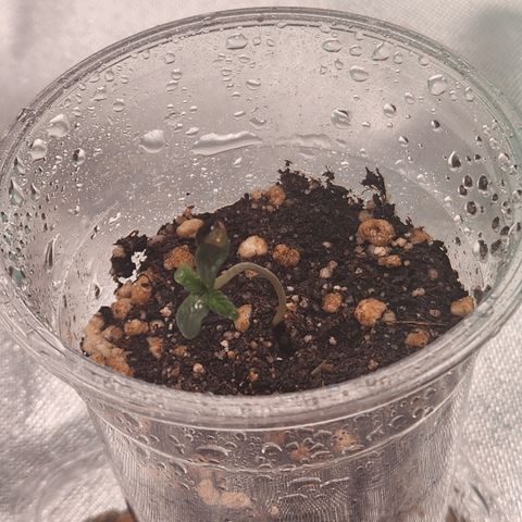 MiGala (PRENSEED)  growlog photo: 23:51
26°C - 84% Humidade
Início do desenvolvimento das primeiras folhas permanentes