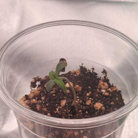 MiGala (PRENSEED)  growlog photo: 11:50 