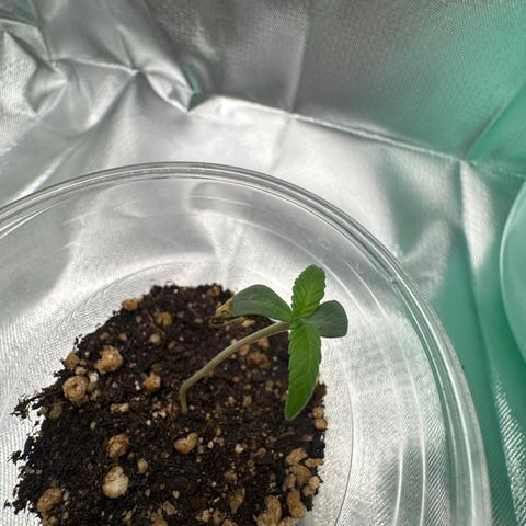 MiGala (PRENSEED)  growlog photo: 00:37
23.7°C
68% Humidade 
